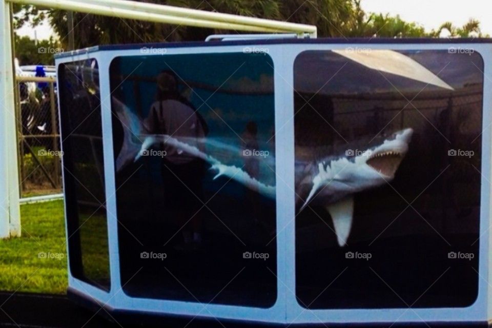 Shark in tank