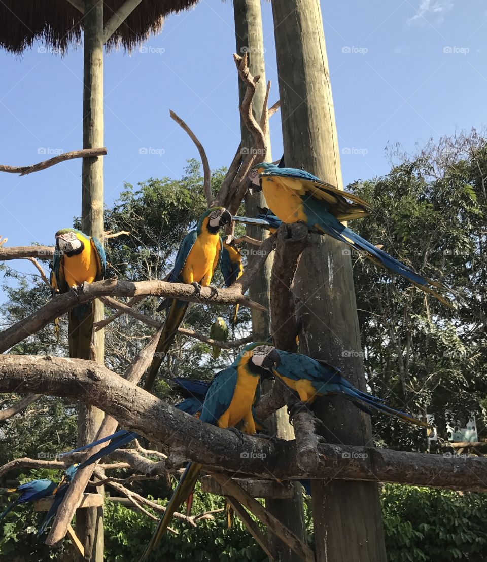 Parrots 