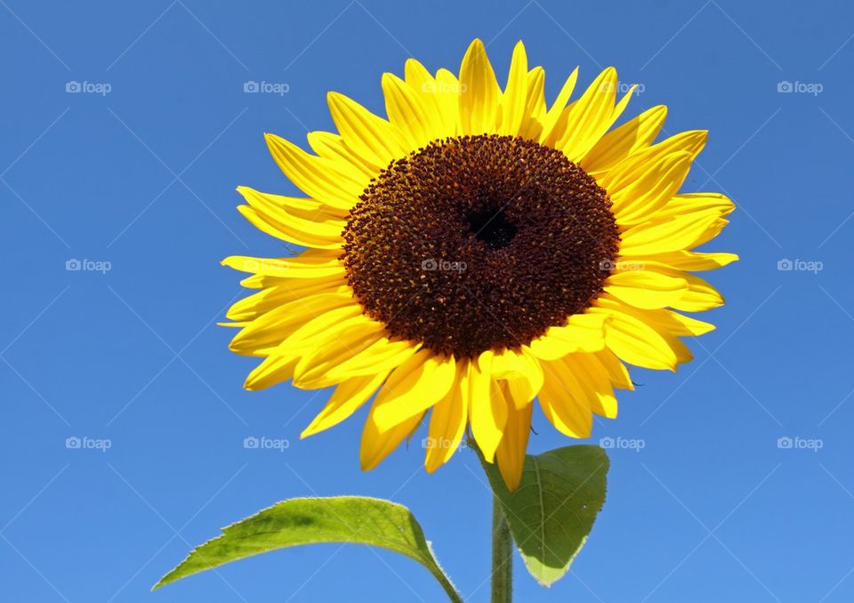 Sunflower against blue sky