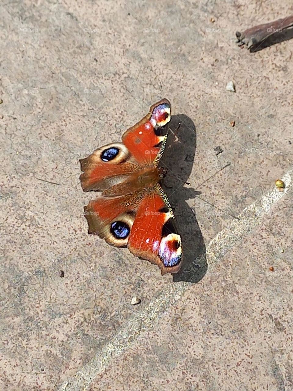 Butterflies flying
Wakes up a quiet meadow
In sunlight.