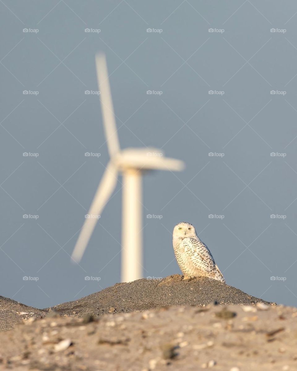 A white snowy owl resting on a dune with a big windmill in the background, combining beautiful wildlife with urban industry