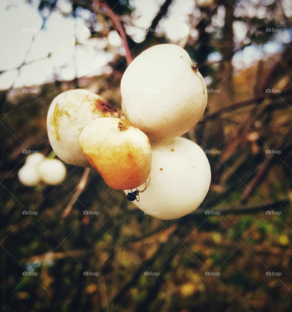 Plant with spider on it.