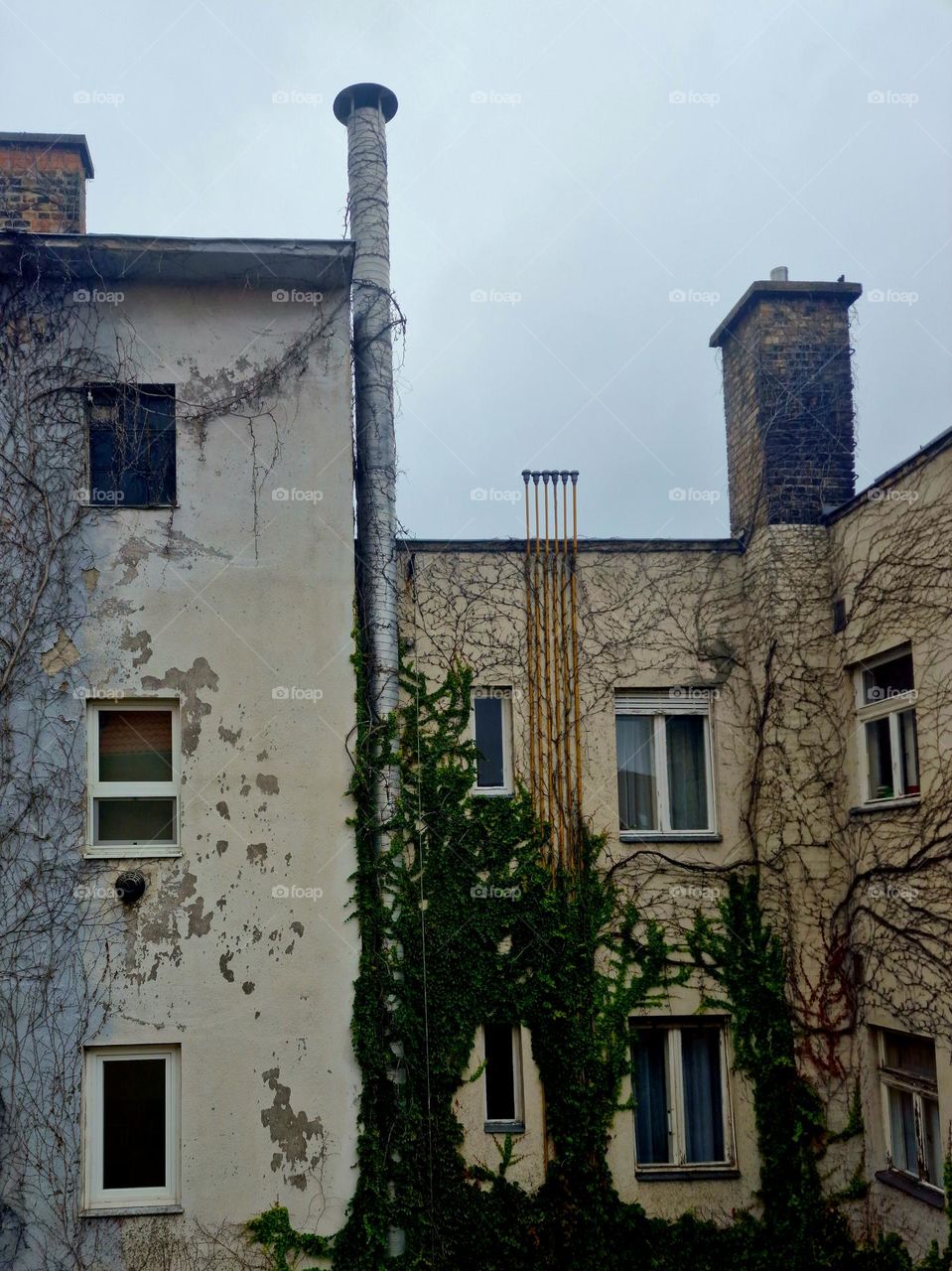 plants grown on the building