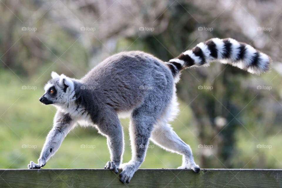 Lemur