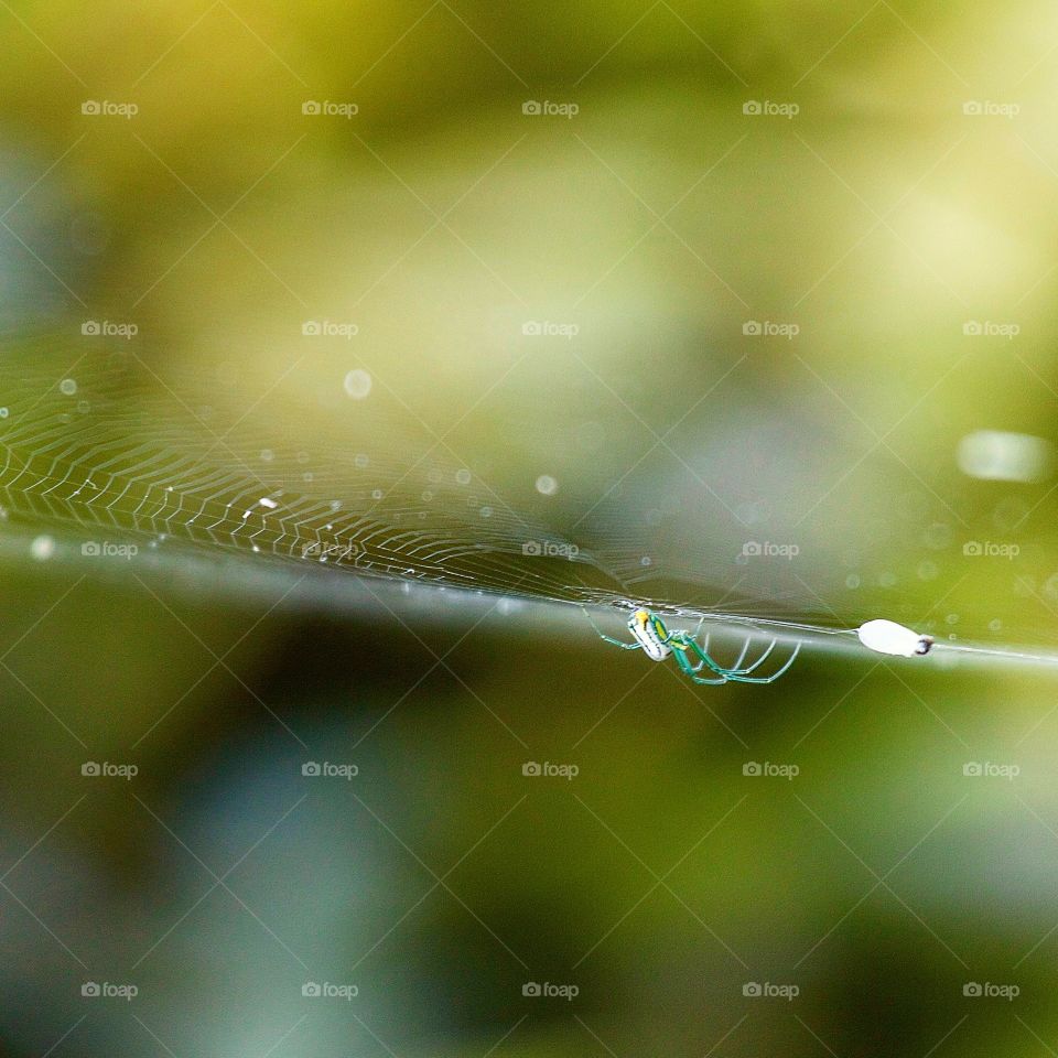 View of a spider on web