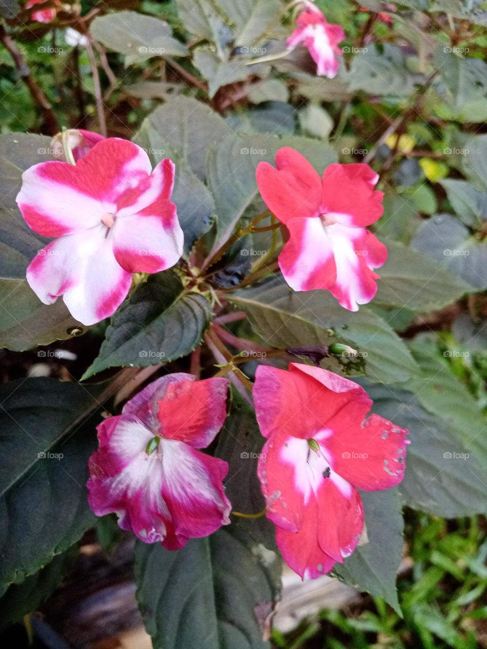 Flowers in the garden