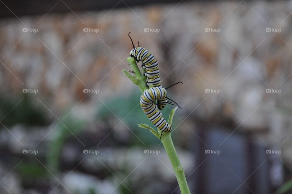 Caterpillers