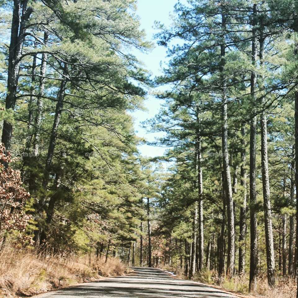 We go a roamin'. A pretty, empty road in Arkansas 