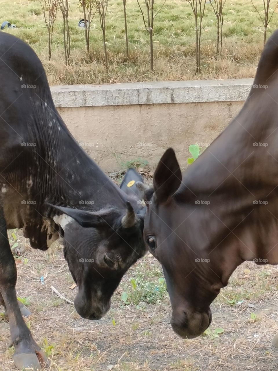 Angry Cow, Amazing Picture of Cow,   Emotions Series Anger