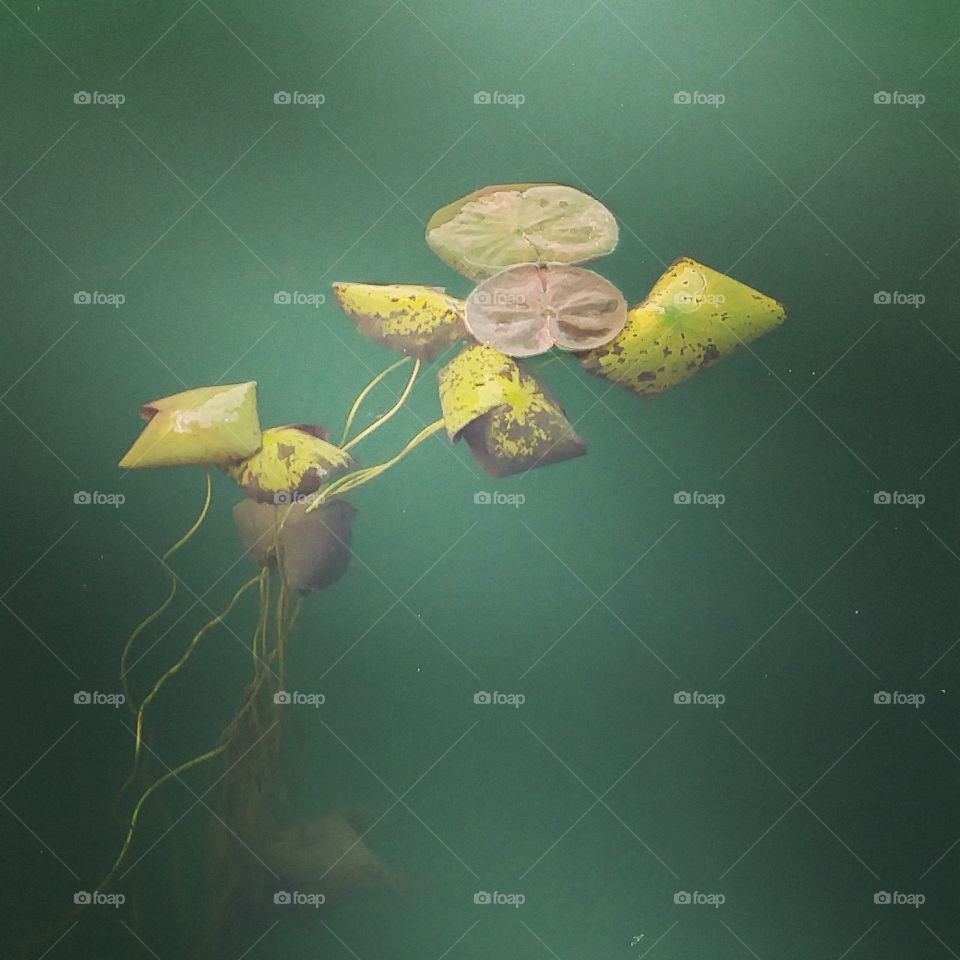 lilypads