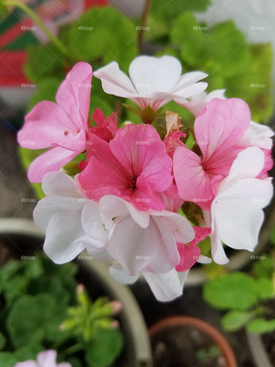 multicolor Geranium
