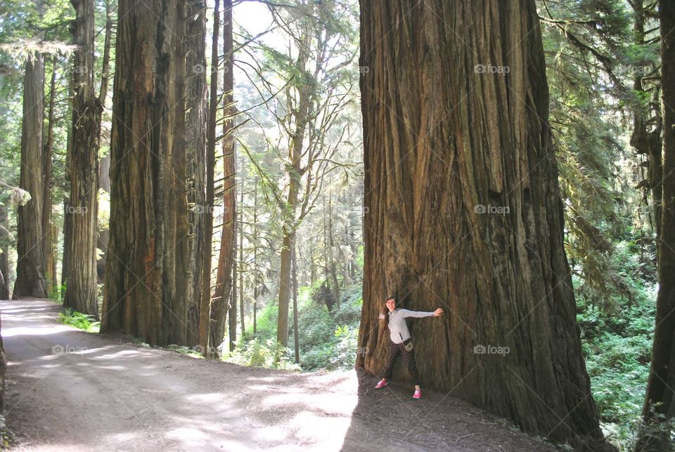 Redwood trees