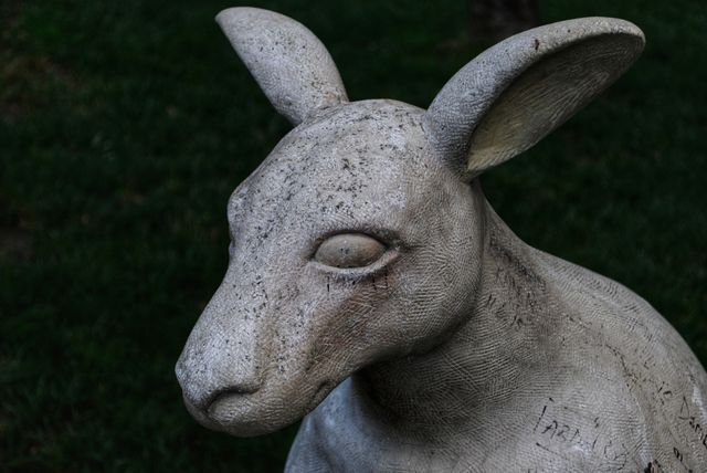 kangaroo