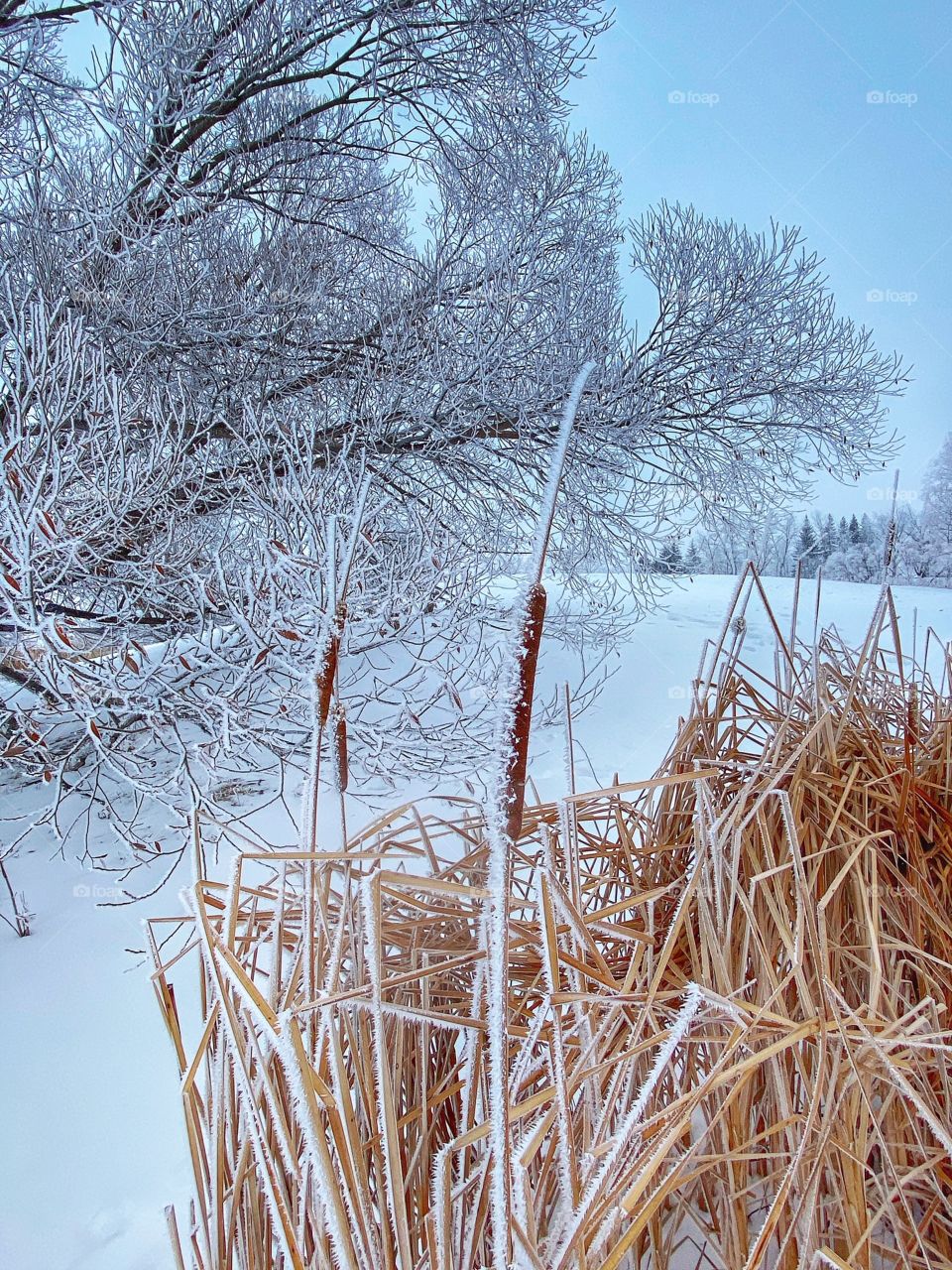 Winter nature trail