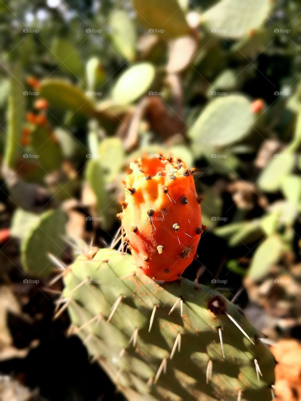 cactus plant