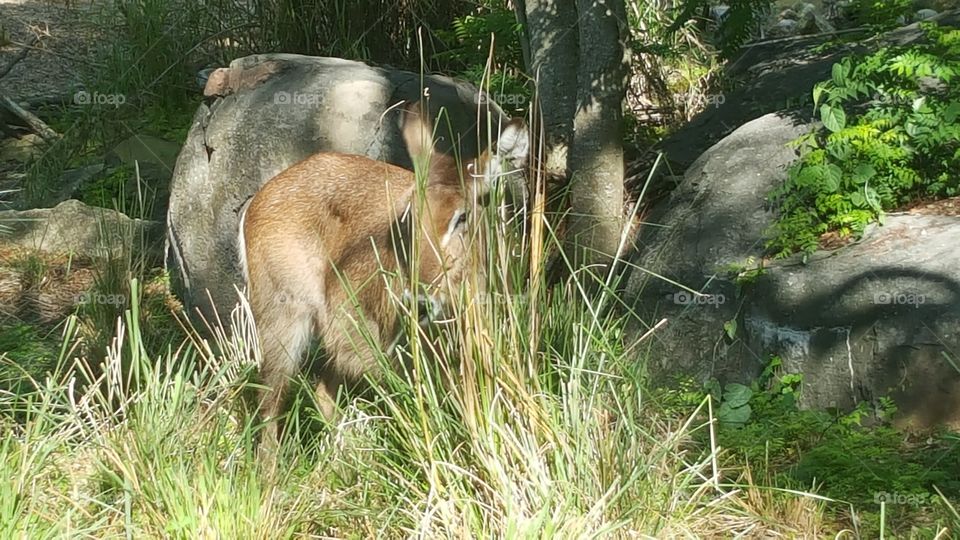 Someone is hiding in the foliage at Animal Kingdom at the Walt Disney World Resort in Orlando, Florida.