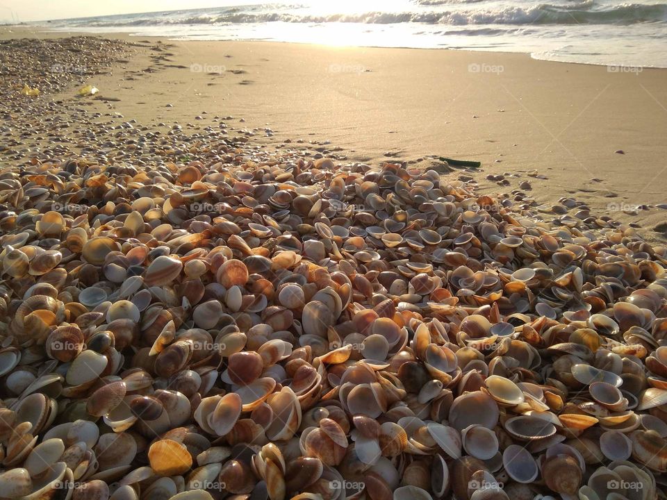The Beach of Thousand Shells