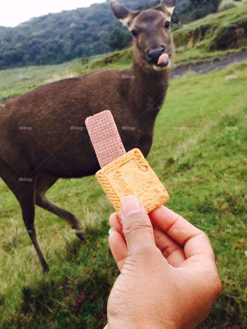try to give biscuits to a animal