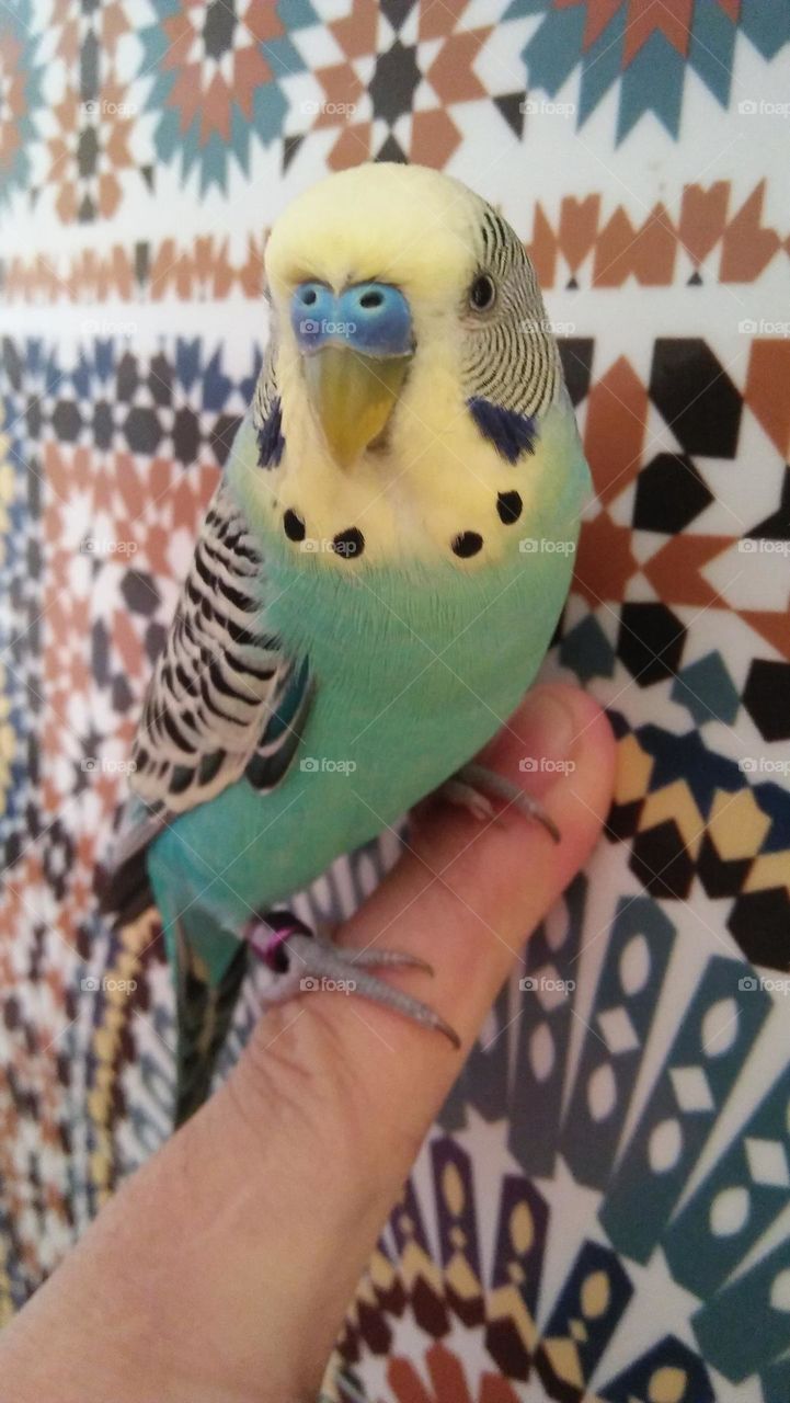 Beautiful lover parrot on my finger.