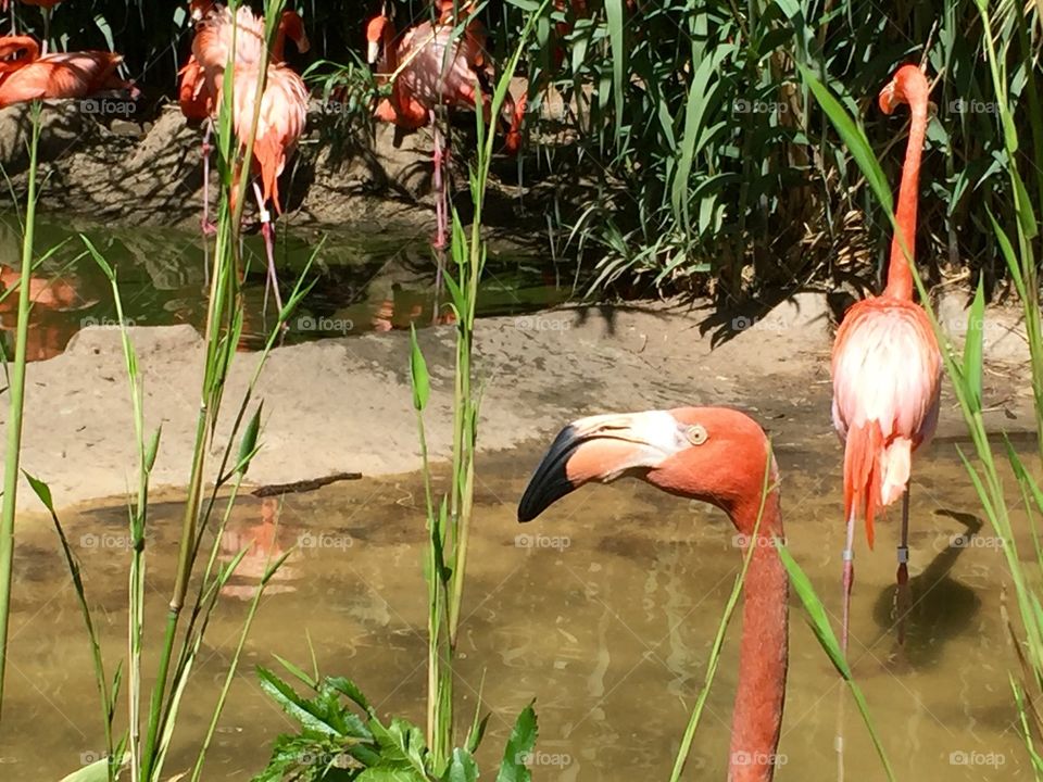 Flamingo Patrol 3