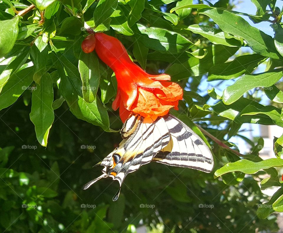 butterfly having a snack