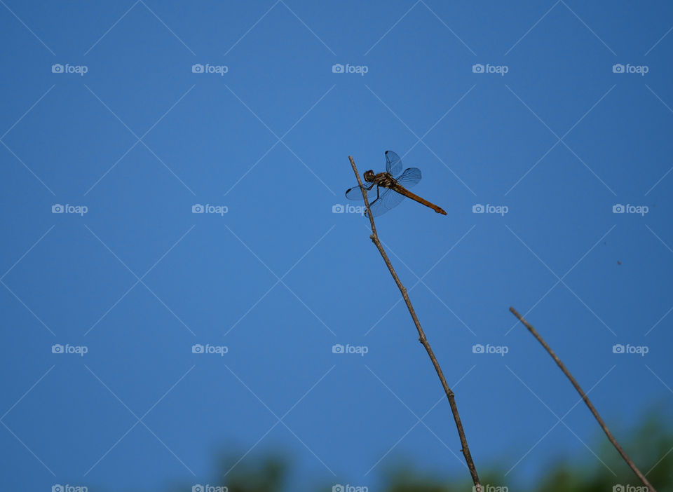 Red Dragonfly on a Twig, Silhouetted against a Clear Blue Sky