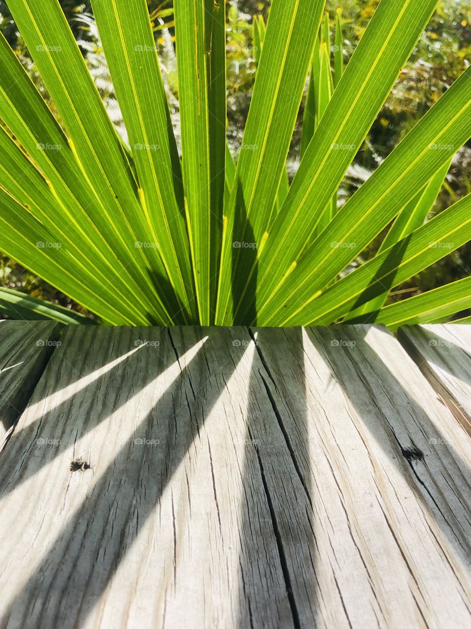 Backlit palm fronds against weathered wooden walkway 