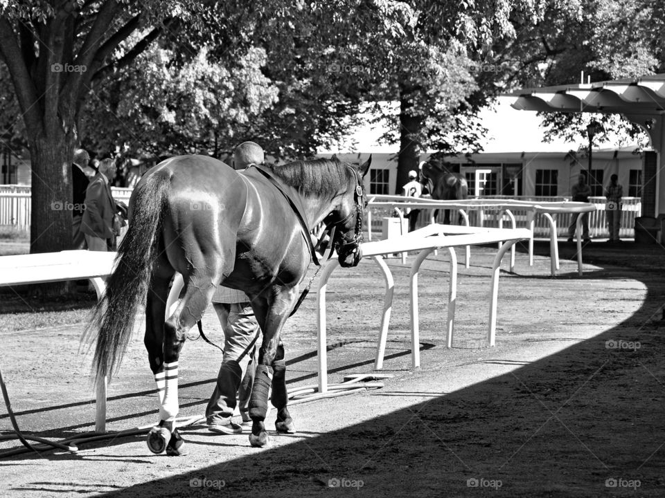 The Belmont Paddock. Black and white photo of a racehorse   walking the Belmont paddock with his handler. 
zazzle.com/Fleetphoto 