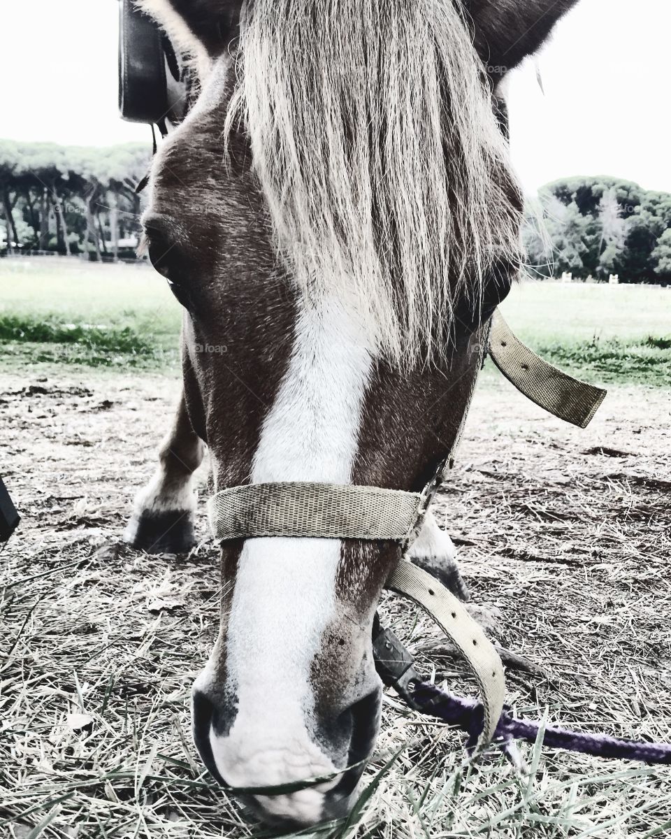 Closeup on a horse face