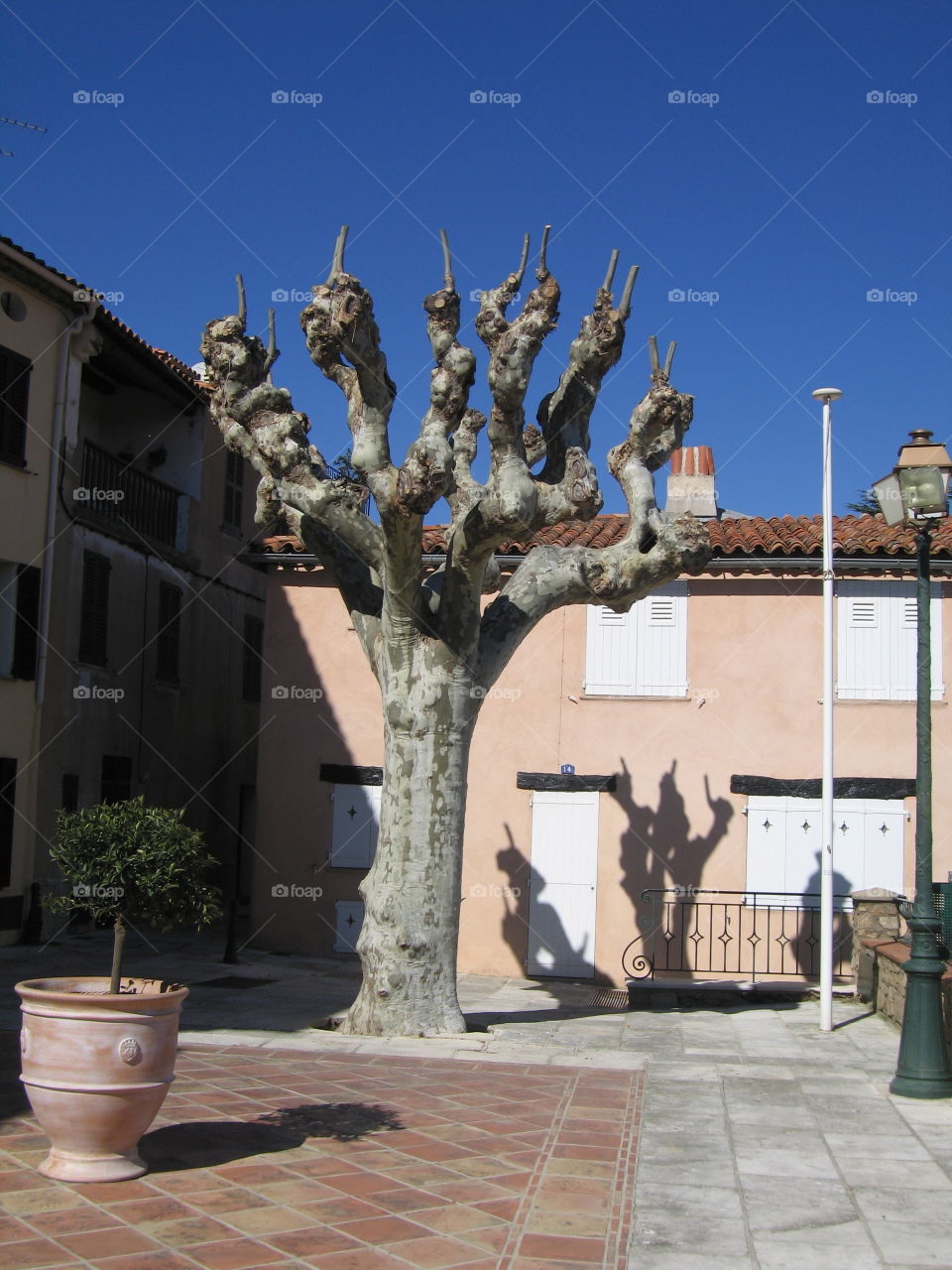Albero spoglio