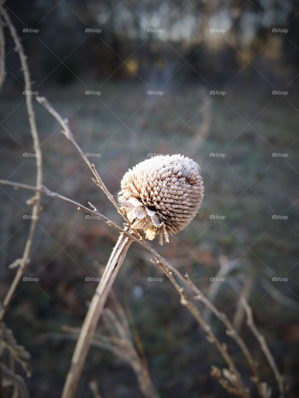 Dried Weed