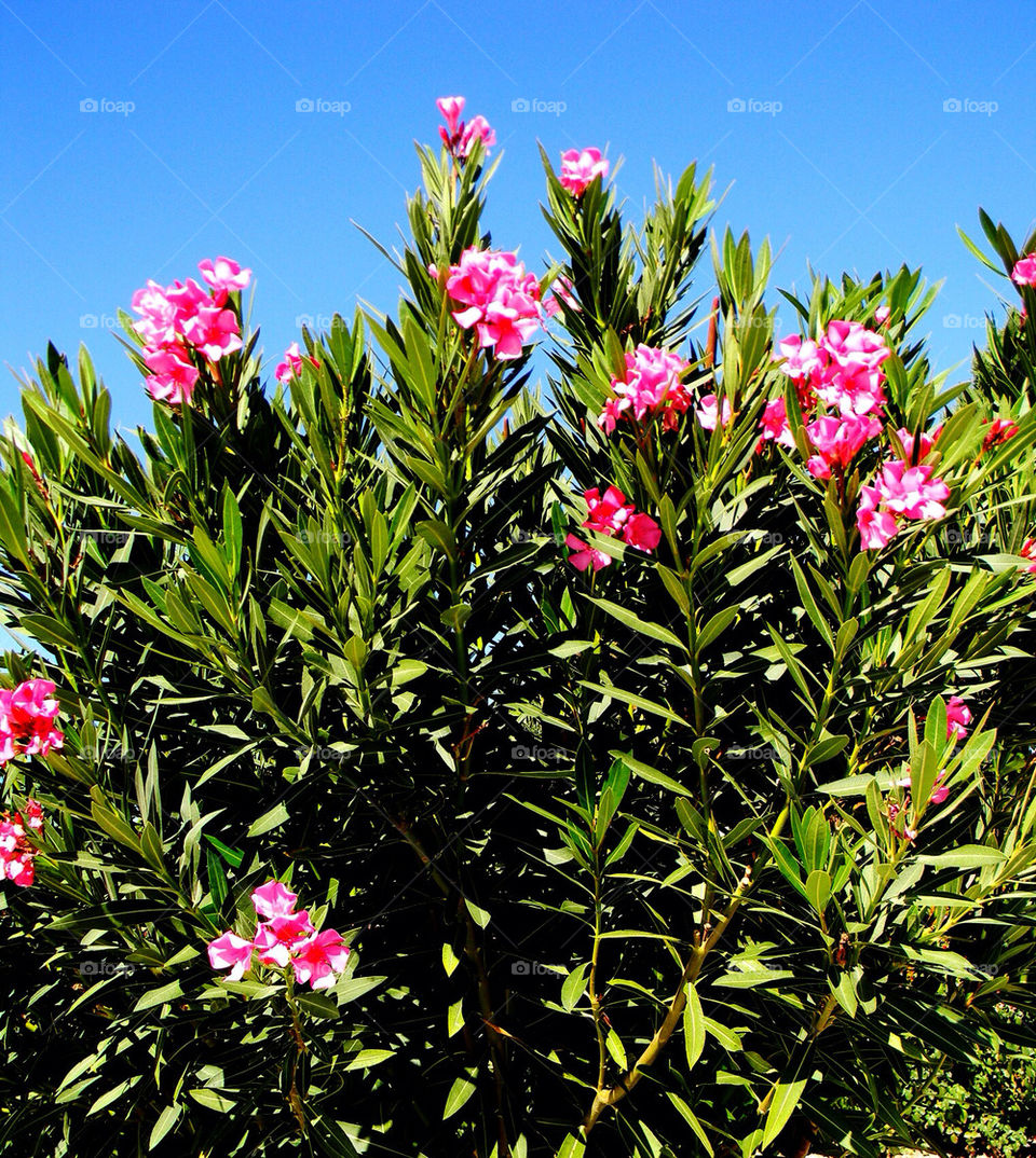 PINK OLEANDER