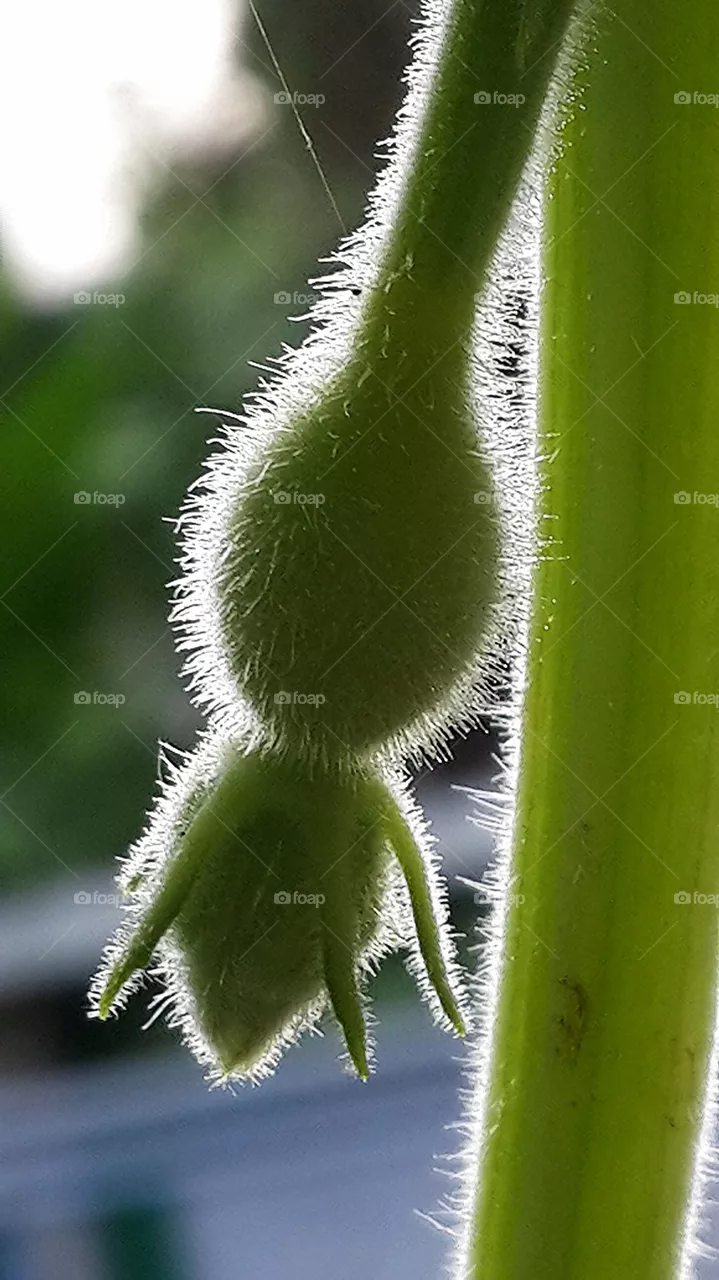 growth