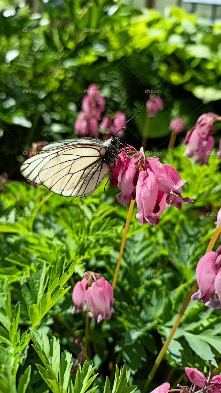 summer, butterfly on a flower, beautiful time, sun rays penetrate through leaves, nature gives warmth and joy, flowers, insect, butterfly, plants,