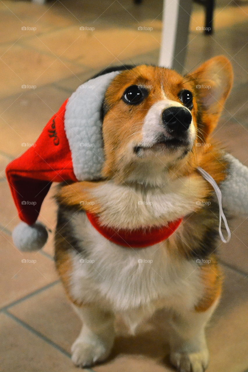 Santa dog