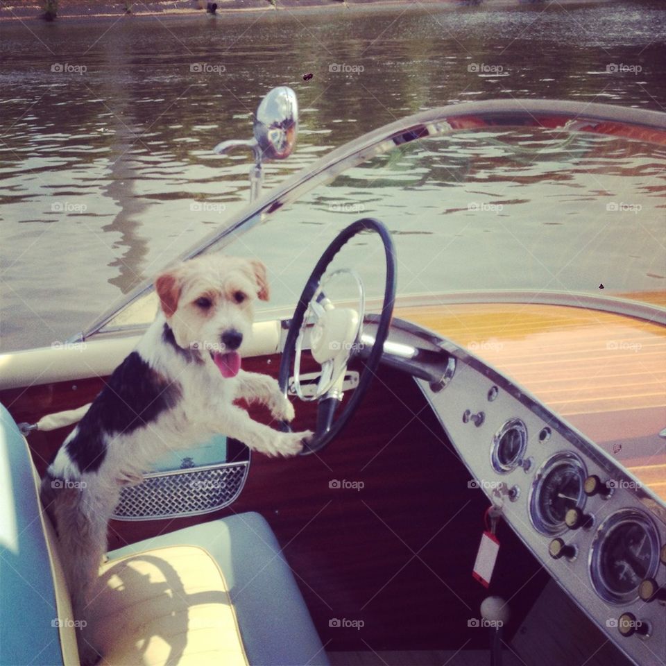 Dog steering boat