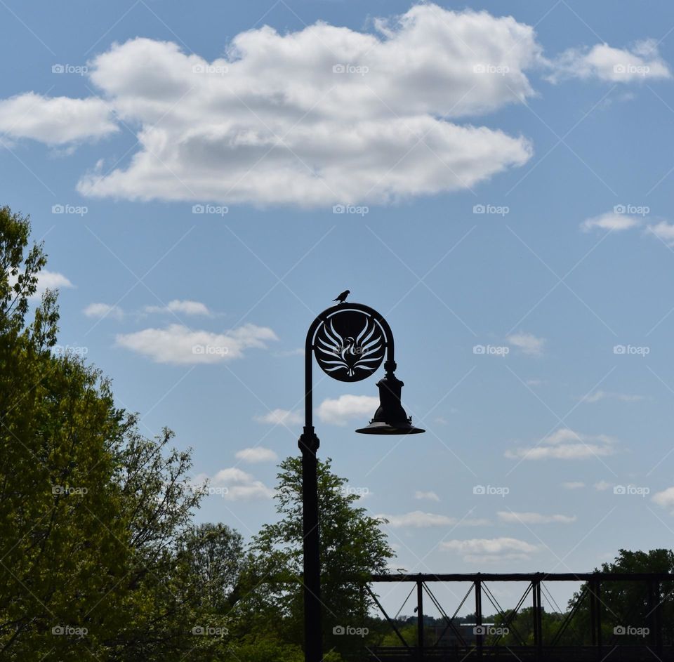 Urban Nature: Wildlife