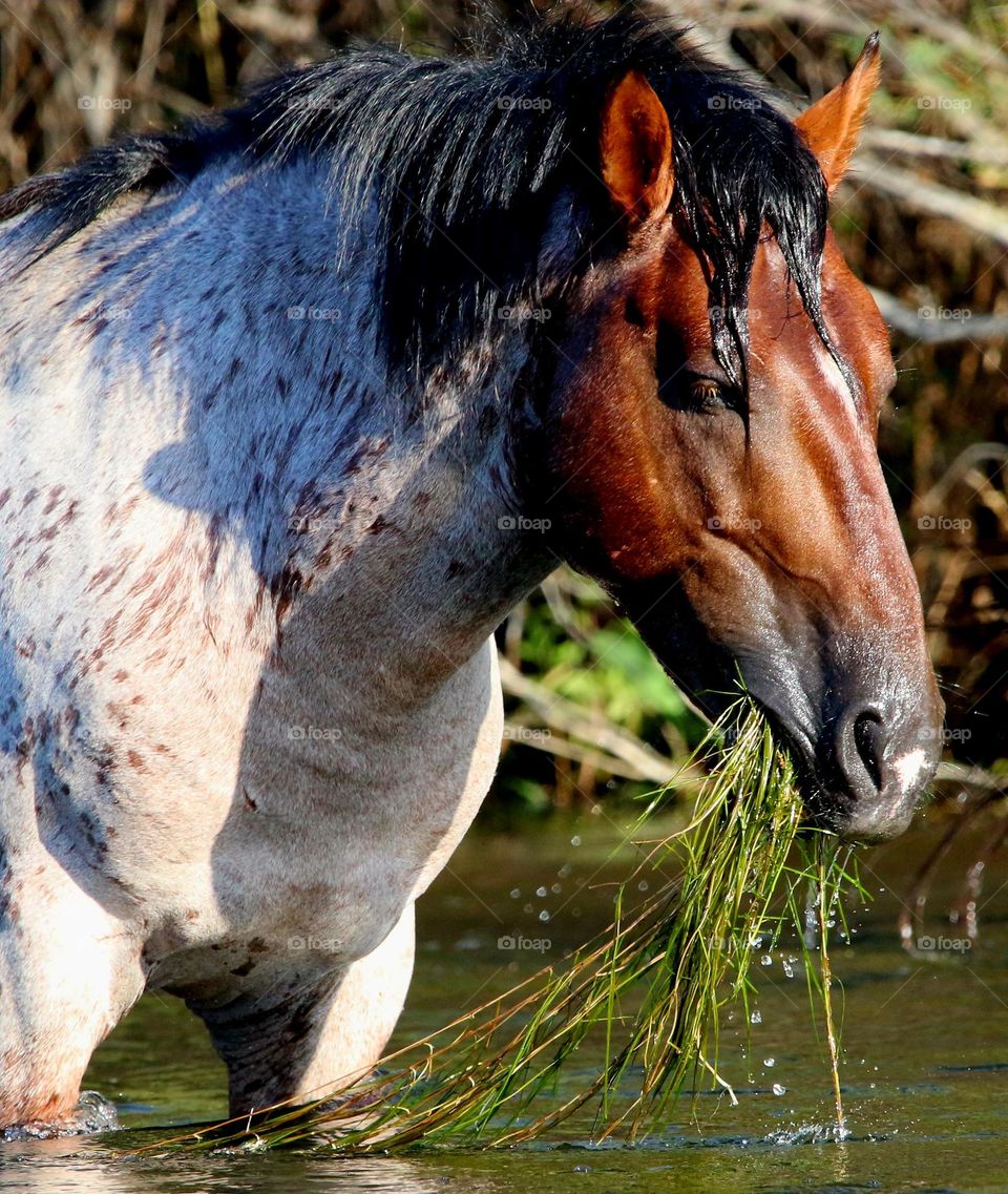 Wild Roan Stallion Eating Eelgrass