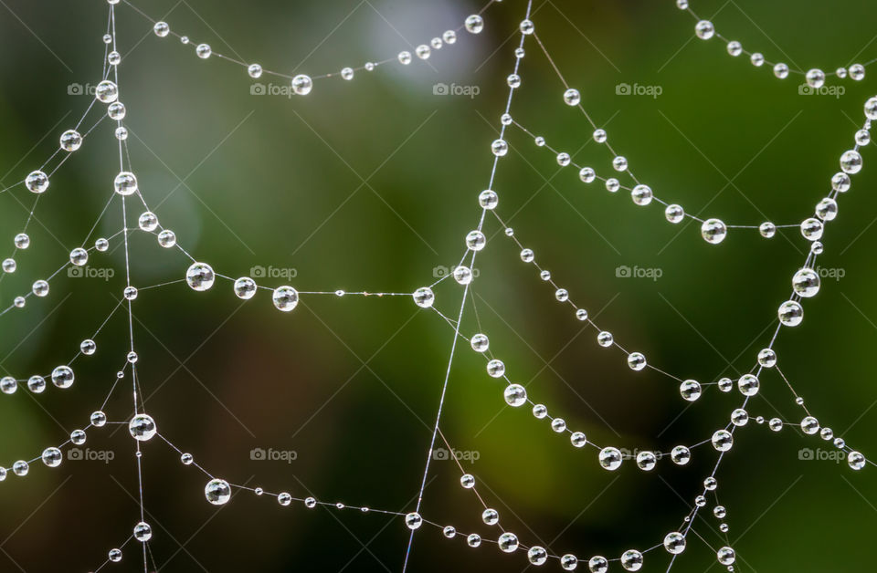 Waterdrops on a spiderweb