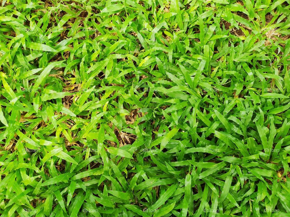 Axonopus compressus, in Indonesia called rumput gajah. Fresh green grass. Broadleaf carpet grass. Top view