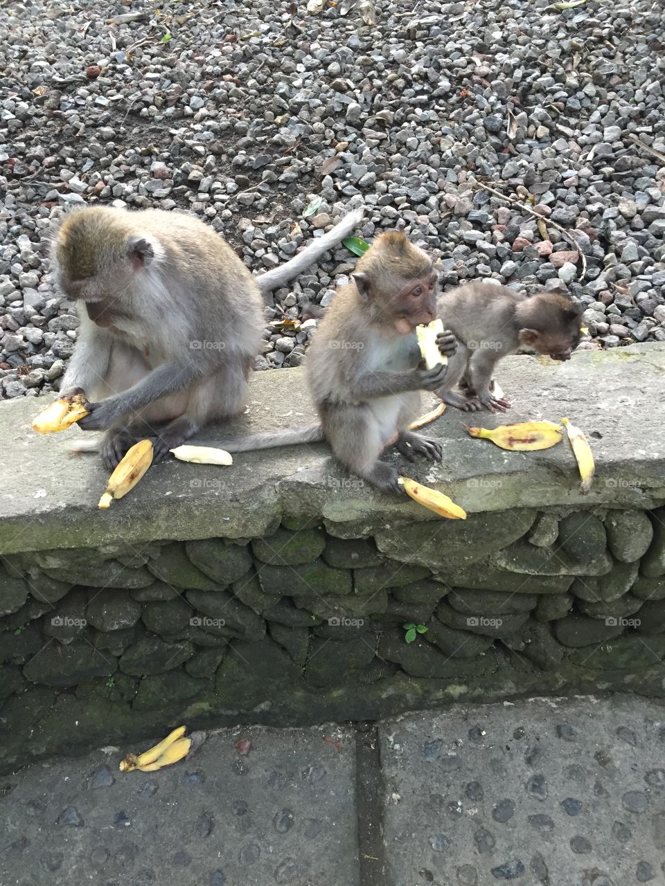 The three amigos. Three monkeys from the monkey forest in Ubud 