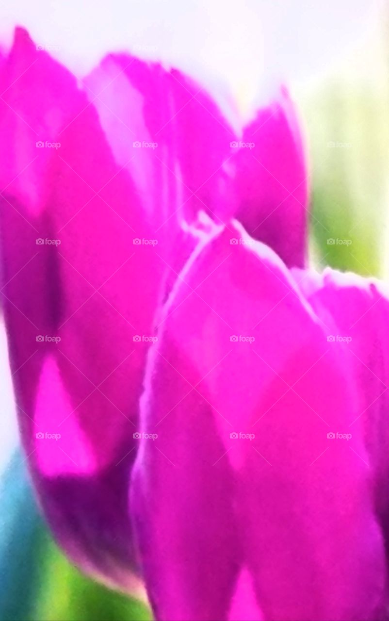 tulips in the sun springtime