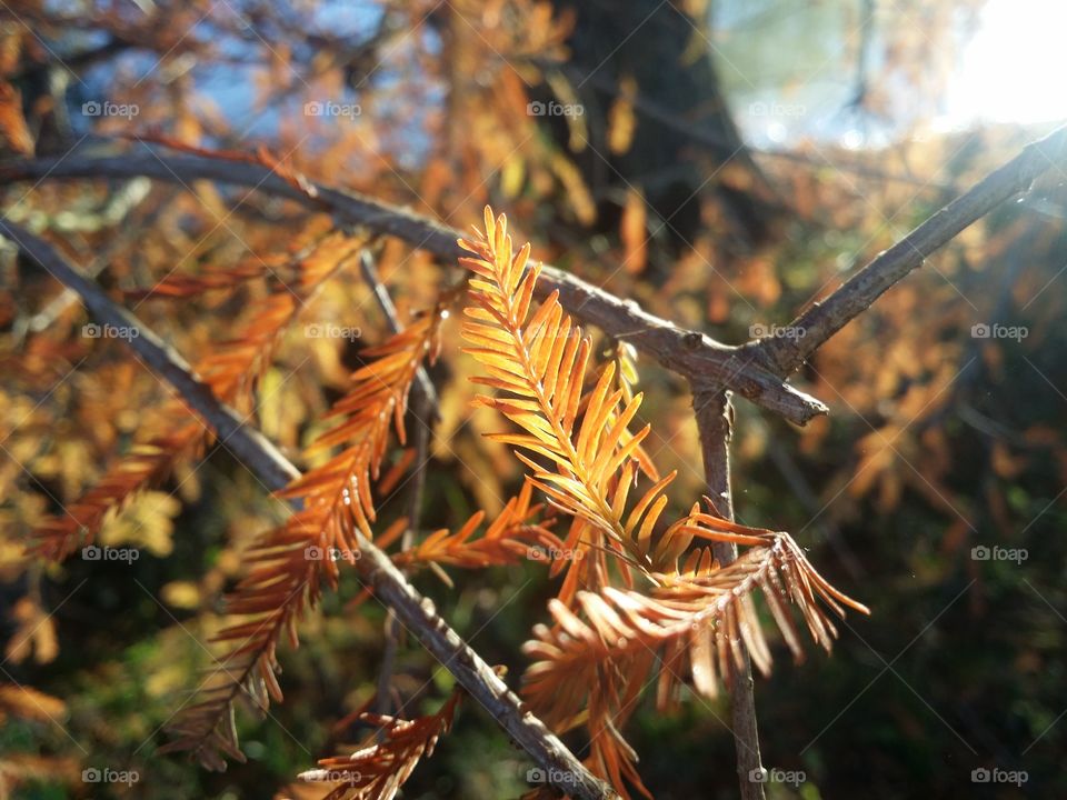 Cypress Leaves