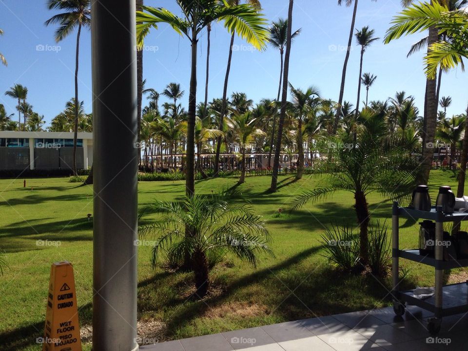 Caribbean ocean palm trees