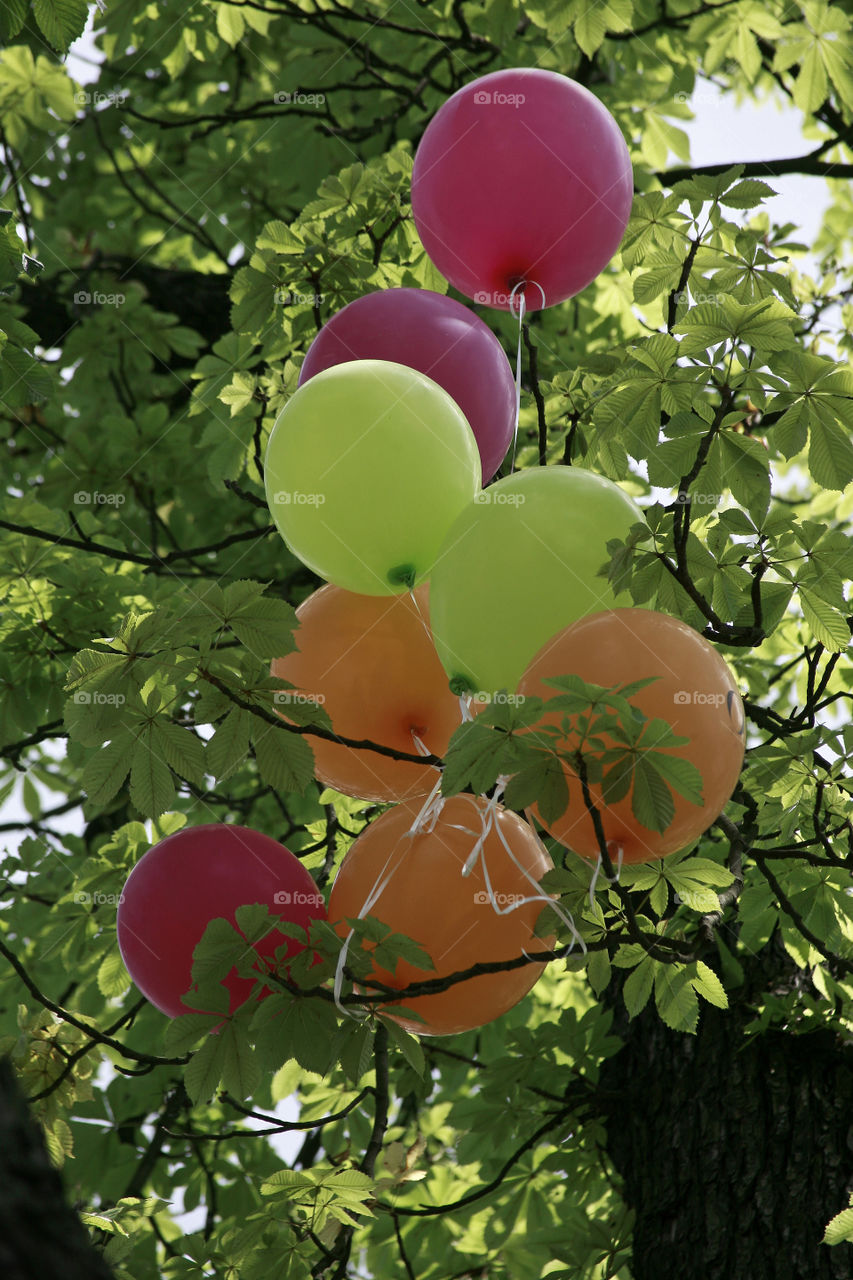 balloons on the tree. trapped balloons on the tree branches