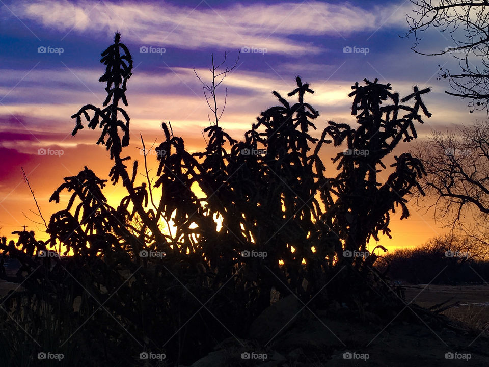 Cactus at Sunset