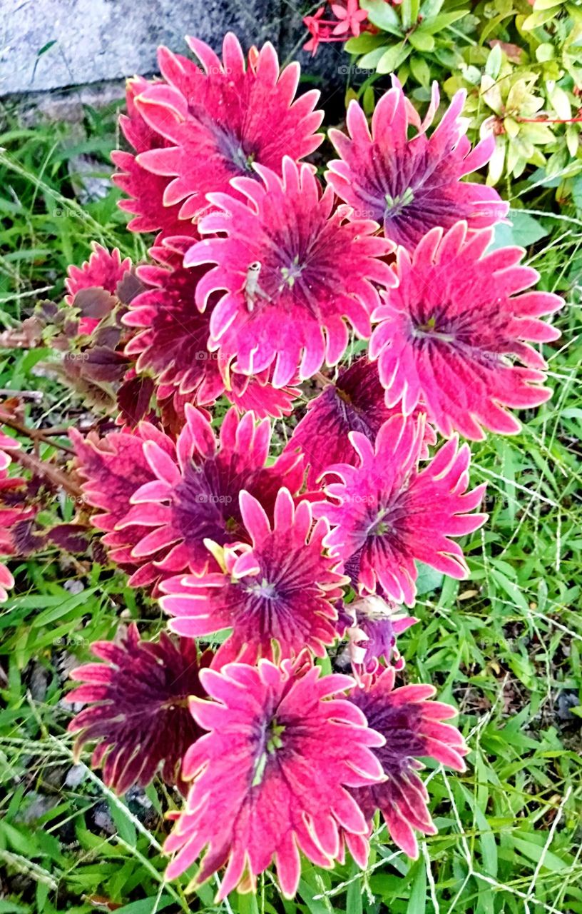 Cute grasshopper in a magenta rare plants.