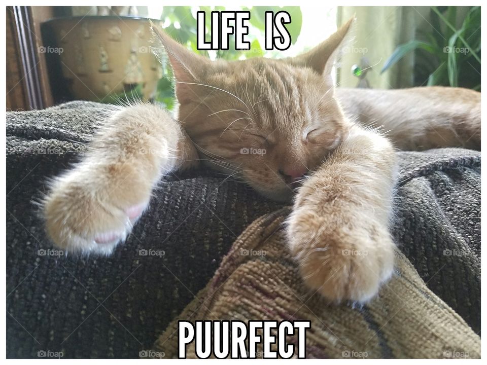 Life is Purrfect