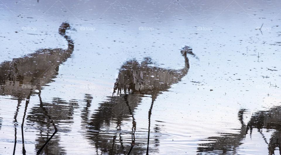 cranes reflection