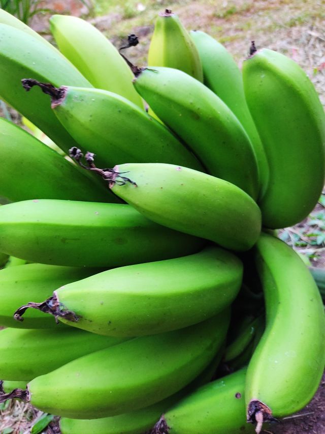 Banano dulce orgánico 🍌🍌